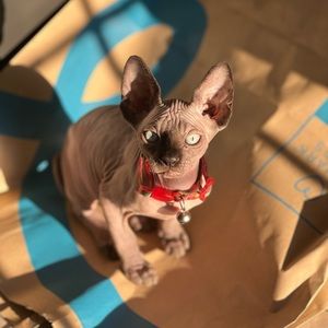 Meet your Posher, Alyssa